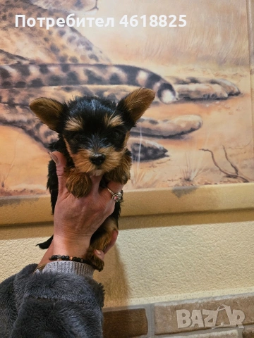 Йоркширски териери 