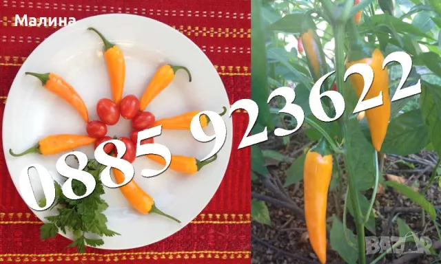 Био Люти Чушки в Саксия Екологично и Биологично Отглеждани + ПОДАРЪК, снимка 8 - Разсади - 37047638