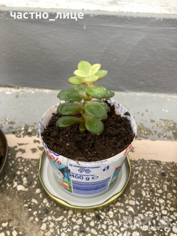 Дърво на живота - Красула, снимка 4 - Стайни растения - 54176965