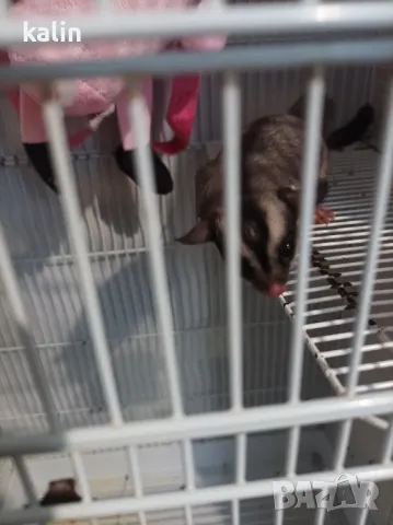 Захарна торбеста катерица