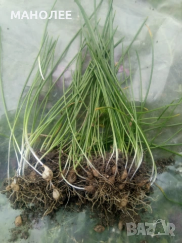 👌🌼❄️Гарванов лук🎁💮🪷, снимка 2 - Градински цветя и растения - 52145559