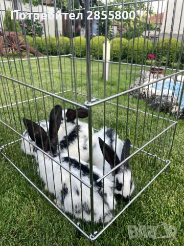 Зайци, снимка 3 - Други животни - 50558128