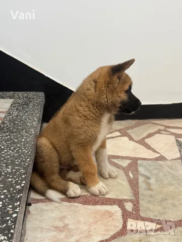 Американска акита кученца, снимка 6 - Акита - 56129196