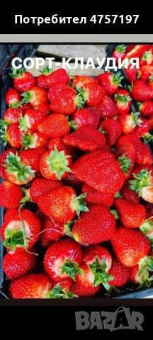 Разсад ягоди и малини , снимка 4 - Разсади - 53891462