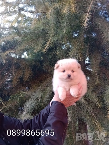 Бели и кремави мъжки кученца Шпиц., снимка 7 - Шпиц - 53876075