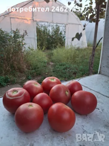 Продавам вкусен розов домат, снимка 2 - Други услуги - 55876824