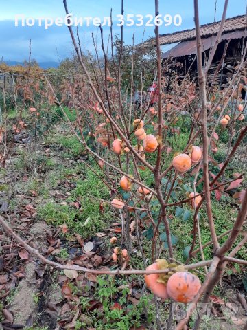 Райска ябълка Каки типо
