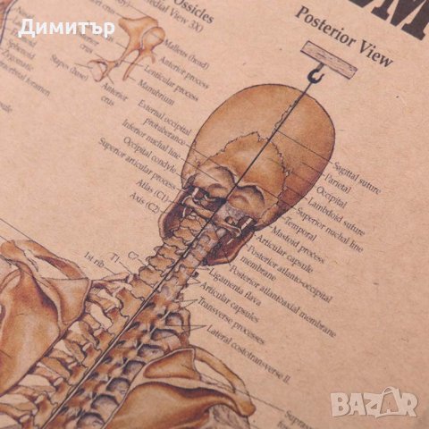 Постер постери плакат скелет 42x29cm, снимка 4 - Декорация за дома - 40222637