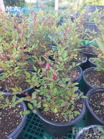 Вкоренен разсад на туя смарагд и др. вечнозелени растения, снимка 4 - Градински цветя и растения - 41822906