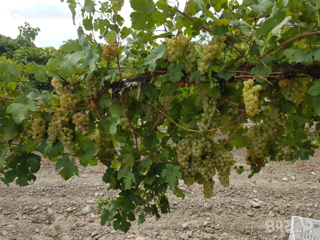 Грозде различни сортове, снимка 1