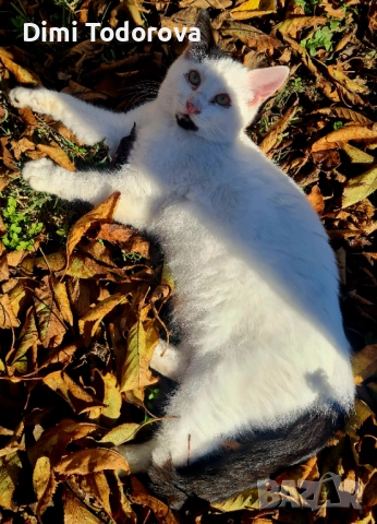 ✨ Сеньор и Тайгър търсят своя дом ✨, снимка 5 - Други - 52284340