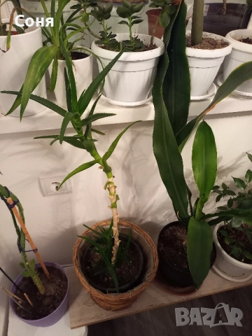 Алое,фикус,замиокулкас, драцена и др, снимка 4 - Стайни растения - 49988795