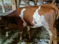 3 женски за клане , снимка 3