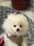 Померан женско, снимка 4