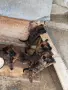 🐕 ПРОДАВАТ СЕ КУЧЕНЦА МАЛИНОА 🐕, снимка 10