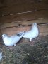 Продавам гълъби бемкалий палбелий поморийски пазарджишки млади бели гълъби за свадба, снимка 4