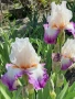 Сортови вискоки ириси /брадати ириси/обикновенни ириси, снимка 11