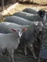 Кочле Ил дьо франс/ Мутон Шароле, снимка 3