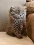 Персийски котенца, снимка 9