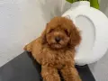 Той Пуделчета момичета , снимка 8