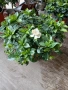 Гардения, снимка 2