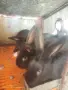 Зайци домашни различни видове, снимка 8
