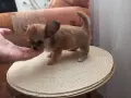 Продавам чихуахуа, снимка 1