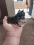 Мини чихо пинчер, снимка 4