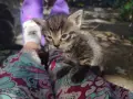 5 сладки бебенца котенца, снимка 6