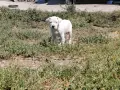 Кученца Дого Аржетино, снимка 2
