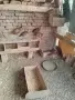Продавам колхидски фазани , снимка 2