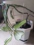 Дифенбахия - стайно растение в саксия, снимка 1