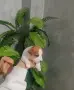 Джак ръсел териер, снимка 1
