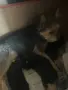 кученца мини порода, снимка 4