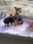 Продавам пинчери, снимка 15
