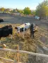 Телета за продаване, снимка 1