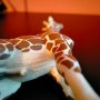 Колекционерска фигурка Schleich Giraffe Жираф 2008 18 см, снимка 7