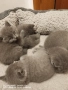 Британски котета, снимка 2