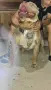 American Bully XL, снимка 12