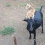 Продавам 3 кози и 1 яре, снимка 3