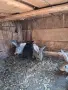 Зайци Великан и Чинчила, снимка 10