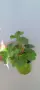 Pelargonium Ю Полонез, снимка 5