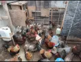 Катунски яйца, кокошки и петли, снимка 11