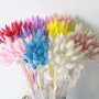 Сноп 10 бр натурален Овален лагурус Заешка опашка пухчета декорация аранжиране ваза букет цветя сухи, снимка 1