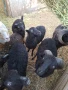 Продавам шутлански овце , снимка 7