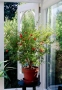МИНИ Плодни дръвчета-Перфектни за малка градина или вътрешен двор / тераса., снимка 2