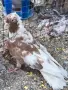 Чифт чилести гълъби , снимка 2