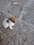 Кучета джак ръсел, снимка 2