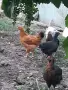 Ярки супер харко, снимка 3