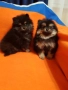 Померан померанчета свободни Гр София, снимка 7
